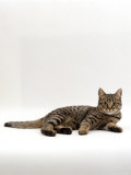 Domestic Cat, Tabby Chinchilla Burmese Cross