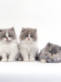 Domestic Cat, 9-Week, Persian-Cross, Lilac Bicolour and Blue Cream Kittens