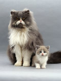 Domestic Cat, Blue Bicolour Persian Male with His 7-Week Lilac Bicolour Kitten