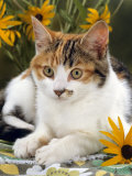 4-Months, Portrait of Tabby-Tortoiseshell-And-White Female Lying on Garden Table with Coneflowers