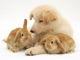 White German Shepherd Dog Puppy with Sandy Lop Baby Rabbits