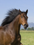 Buy Bay Thoroughbred, Gelding, Longmont, Colorado, USA at AllPosters.com