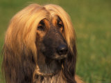 Domesitic Dog, Afghan Hound Face Portrait