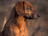 Tyrolean Bloodhound Portrait
