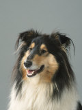 Collie