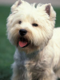 West Highland Terrier / Westie Panting