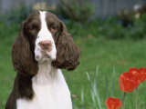 English Springer Spaniel, Illinois, USA
