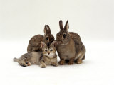 Domestic Cat, Brown Ticked Tabby Kitten with Two 'Wild' Rabbits, Colour Coordinated