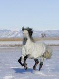 Gray Andalusian Stallion, Cantering in Snow, Longmont, Colorado, USA