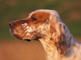 English Setter Profile