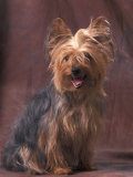 Yorkshire Terrier Studio Portrait