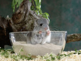 Long-Tailed Chinchilla Sand Bathing