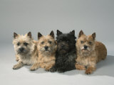 Cairn-Terrier