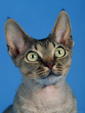 Head of Devon Rex Cat