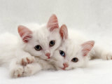 Domestic Cat, Two White Persian-Cross Kittens, One Odd-Eyed