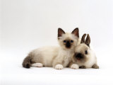 Seal-Point Birman Kitten with Baby Seal-Point Netherland Dwarf Rabbit, Colour Coordinated