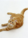 Domestic Cat, Fluffy Red Tabby Female