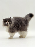 Domestic Cat, Blue Bicolour Persian Male