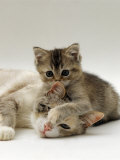 Domestic Cat, Silver Tortoiseshell-And-White Mother with Her 8-Week Tabby Kitten Playing