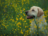 Labrador Retriever Sitting Among Flowers