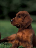 Irish / Red Setter Puppy Lying on Grass