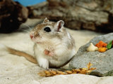 Gerbils at Play