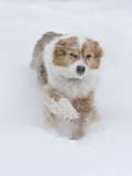 Female Red Merle Australian Shepherd Dog Running in Snow, Longmont, Colorado, USA