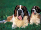 Buy St. Bernard with Puppy in Grass at AllPosters.com