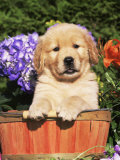Golden Retriever Puppy in Bucket (Canis Familiaris) Illinois, USA
