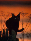Black Domestic Cat, Silhoutte at Sunset with Eyes Reflecting Light