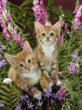 Domestic Cat, 10-Week, Red Male and Ginger Female Spotted Tabbies Among Foxgloves and Bellflowers