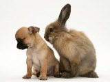 Chihuahua Puppy and Lionhead Rabbit