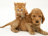 British Shorthair Red Tabby Kitten Climbing Ontop of Golden Cocker Spaniel Puppy