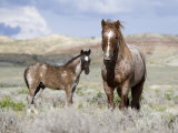 Wild Horses, Red Roan Stallion with Foal in Sagebrush-Steppe Landscape, Adobe Town, Wyoming, USA