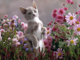 Lilac-And-White Burmese-Cross Kitten Standing on Rear Legs Among Pink Chrysanthemums and Heather