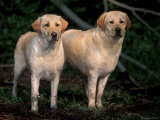 Domestic Dogs, Two Labrador Retrievers