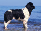 Landseer / Newfoundland Standing at the Beach