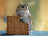 Gerbil Eating Biscuit