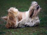 Shih Tzu Running
