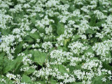 Buy Wild Garlic / Ransoms, Flowers with Solitary Bluebell, Wiltshire, UK at AllPosters.com
