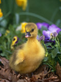 Domestic Gosling Amongst Pansies, USA