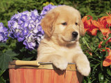 Golden Retriever Puppy in Bucket (Canis Familiaris) Illinois, USA