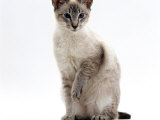 Domestic Cat, Blue Tabby-Point Siamese Male Sitting