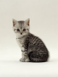 Domestic Cat, 6-Week, Silver Tabby Male Kitten