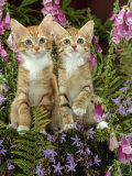 Domestic Cat, 10-Week, Red Male and Ginger Female Spotted Tabbies Among Foxgloves and Campanulas
