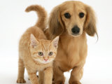 Cream Kitten with Cream Dapple Dachshund Puppy