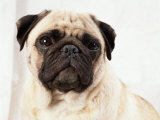 Pug Dog