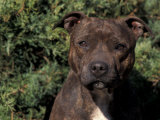 Buy Staffordshire Bull Terrier Portrait at AllPosters.com