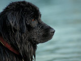 Black Newfoundland Dog Near Water