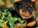 Rottweiler Puppy in Grass